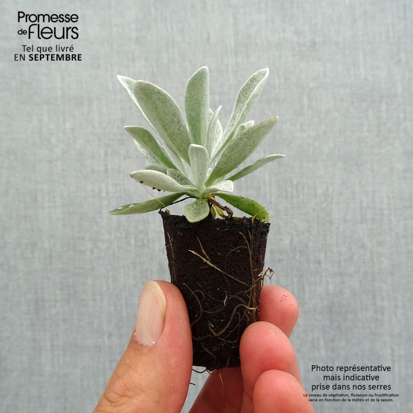 Exemplaar van Helichrysum Red Jewel - Strobloem Mini-mot Ø 3/4 cm zoals geleverd in de herfst