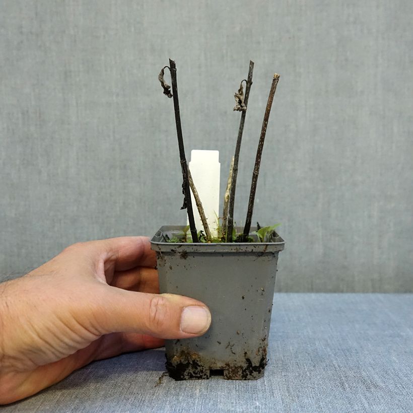 Exemplaar van Heliopsis helianthoides Asahi - Zonneoog Kweekpotje van 8/9 cm zoals geleverd in de herfst