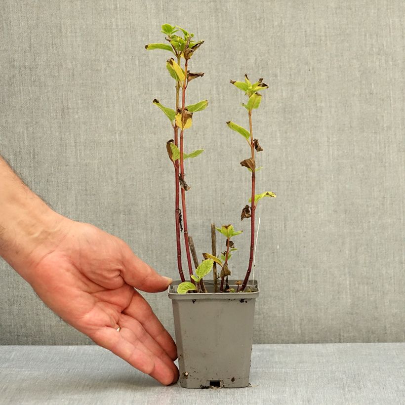 Exemplaar van Heliopsis helianthoides Asahi - Zonneoog Kweekpotje van 8/9 cm zoals geleverd in de zomer