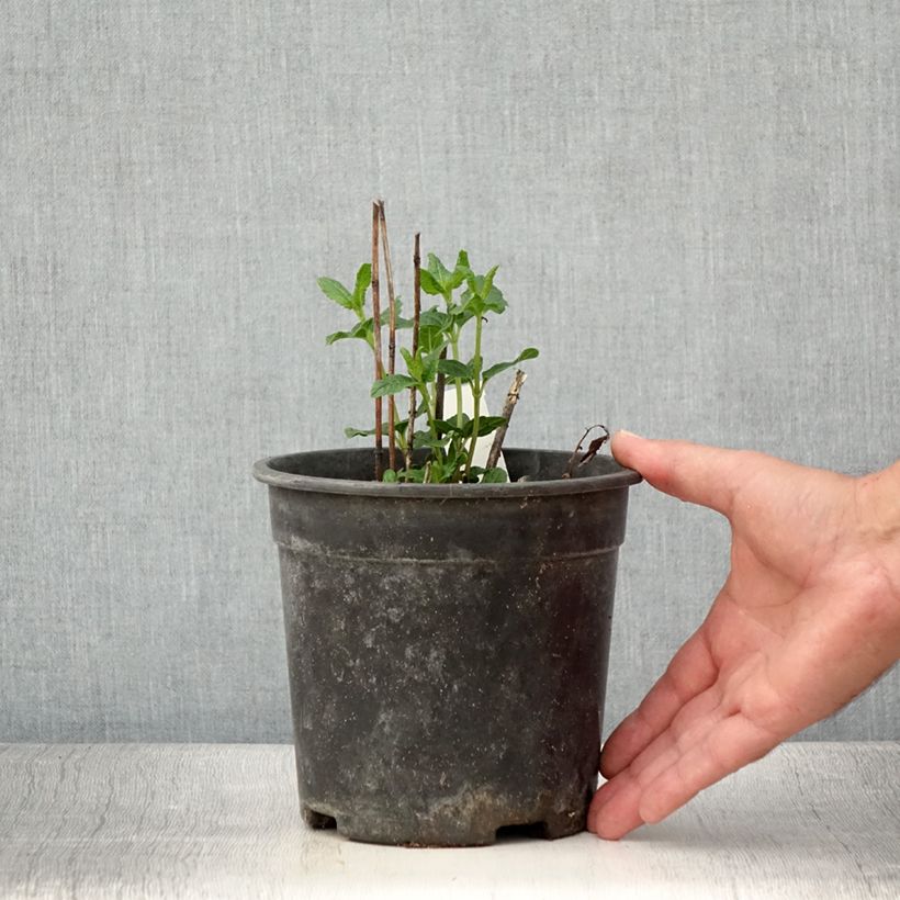 Exemplaar van Heliopsis helianthoides Asahi - Zonneoog Pot van 2 l/3 l zoals geleverd in de zomer