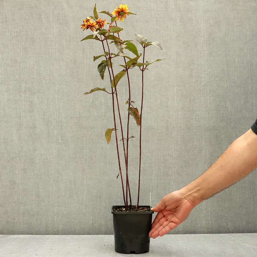 Exemplaar van Heliopsis helianthoides Bonfire Sunset - Valse zonnebloem Pot van 1,5 l/2 l zoals geleverd in de zomer