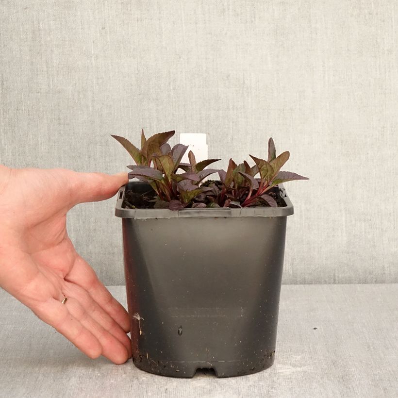 Exemplaar van Heliopsis helianthoides Bonfire Sunset - Valse zonnebloem Pot van 1,5 l/2 l zoals geleverd in de lente