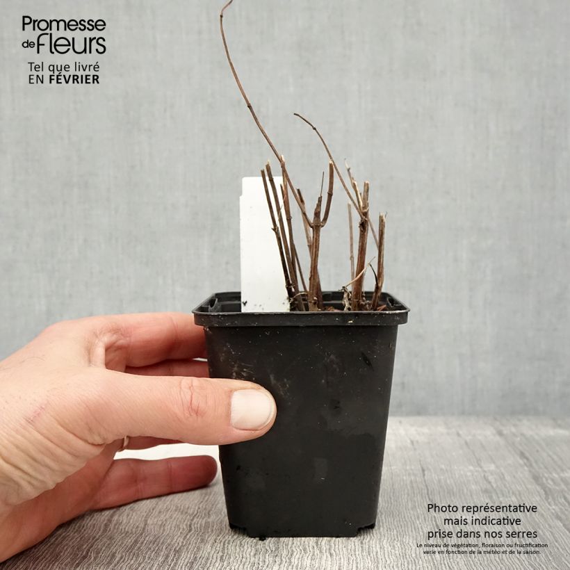 Example of Heliopsis helianthoides Funky Spinner - Zonneoog Kweekpotje van 8/9 cm as you get in hiver