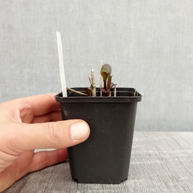 Exemplaar van Heliopsis helianthoides Funky Spinner - Zonneoog Kweekpotje van 8/9 cm zoals geleverd in de lente