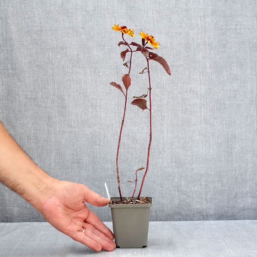Exemplaar van Heliopsis helianthoides Funky Spinner - Zonneoog Kweekpotje van 8/9 cm zoals geleverd in de zomer