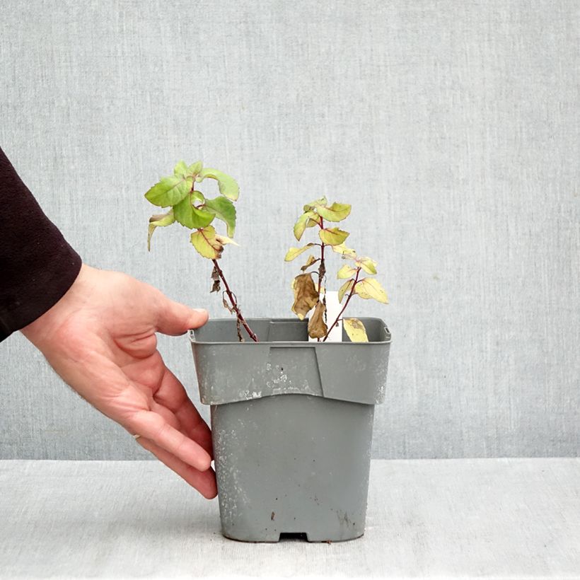 Exemplaar van Heliopsis helianthoides Funky Spinner - Zonneoog Pot van 2 l/3 l zoals geleverd in de herfst