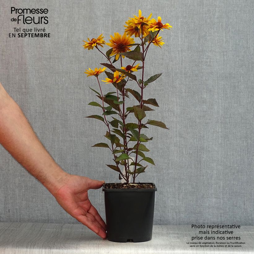 Exemplaar van Heliopsis helianthoides Funky Spinner - Zonneoog Pot van 2 l/3 l zoals geleverd in de zomer