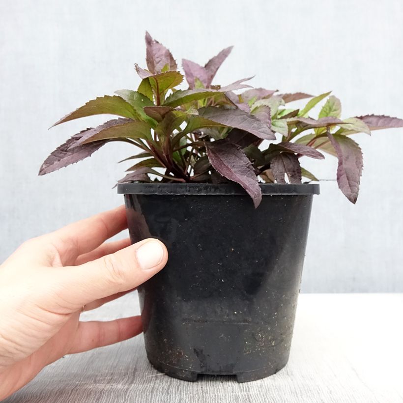 Exemplaar van Heliopsis helianthoides Funky Spinner - Zonneoog Pot van 2 l/3 l zoals geleverd in de lente