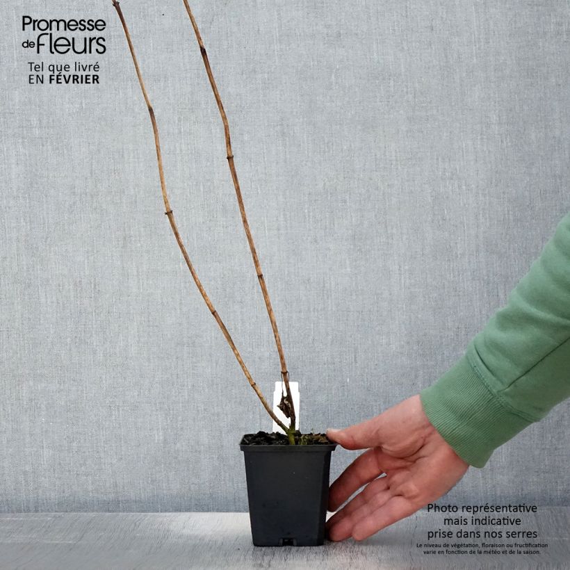 Example of Heliopsis helianthoides Mars - Zonneoog Kweekpotje van 8/9 cm as you get in hiver