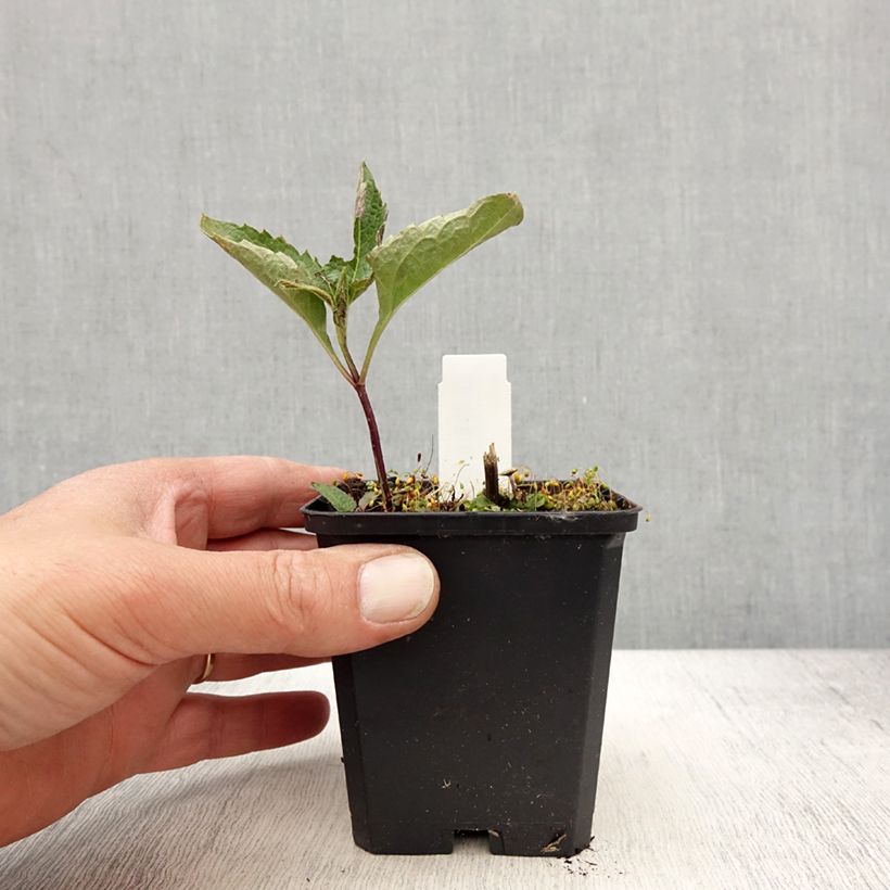 Exemplaar van Heliopsis helianthoides Mars - Zonneoog Kweekpotje van 8/9 cm zoals geleverd in de lente