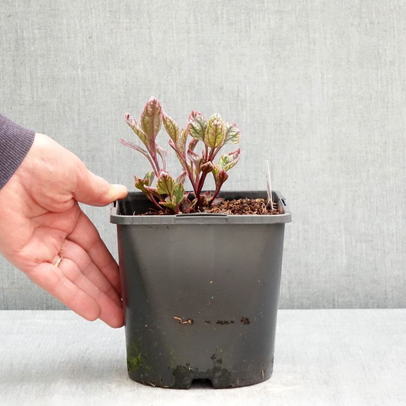 Exemplaar van Heliopsis helianthoides Orange Marble - Valse zonnebloem Pot van 1,5 l/2 l zoals geleverd in de lente