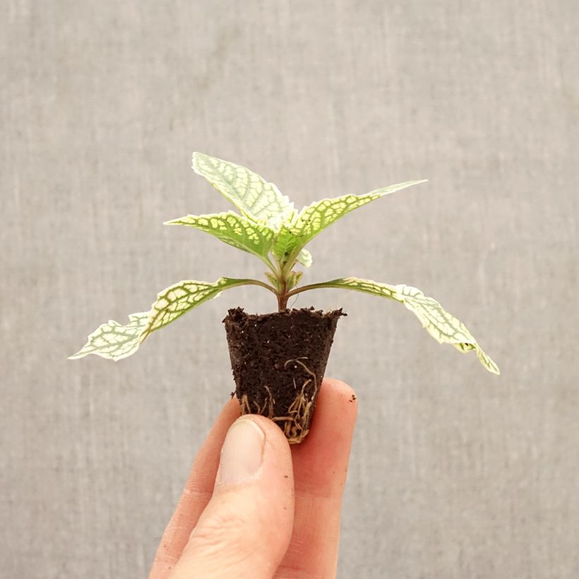 Exemplaar van Heliopsis helianthoides Solar Flare - Valse zonnebloem Mini-mot Ø 3/4 cm zoals geleverd in de lente