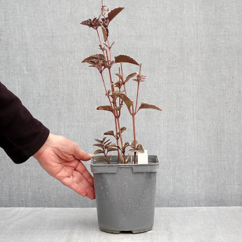 Exemplaar van Heliopsis helianthoides Sparkling Contrast - Zonneoog Pot van 2 l/3 l zoals geleverd in de herfst