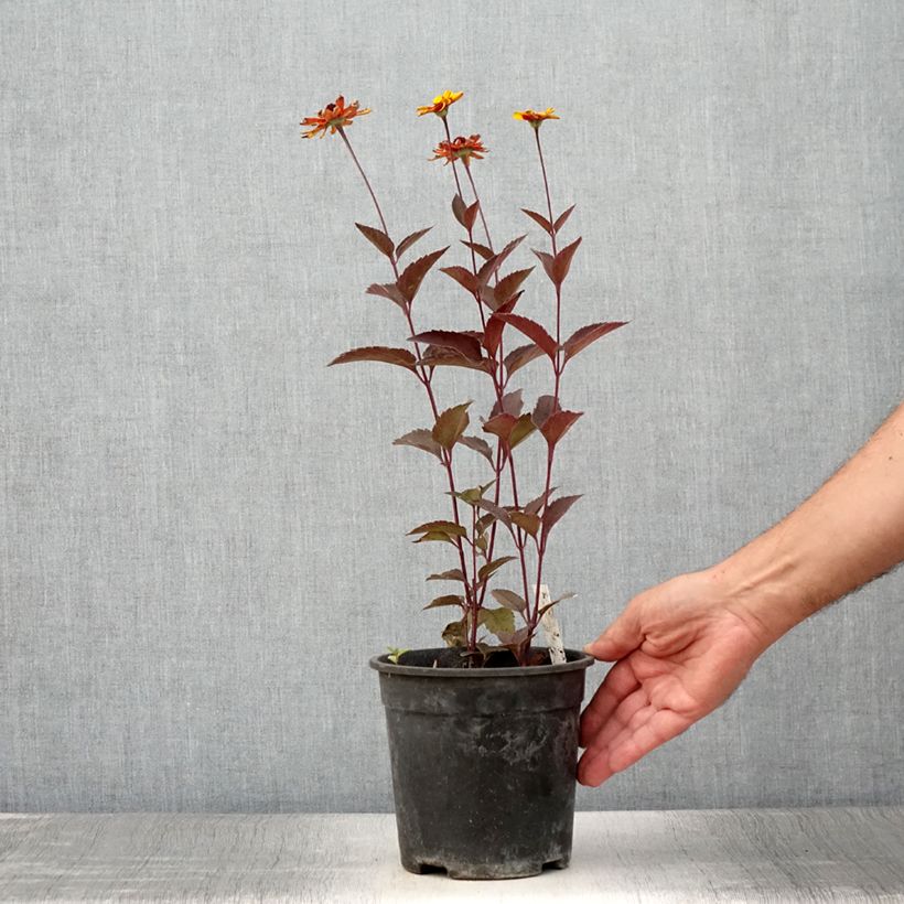 Exemplaar van Heliopsis helianthoides Sparkling Contrast - Zonneoog Pot van 2 l/3 l zoals geleverd in de zomer