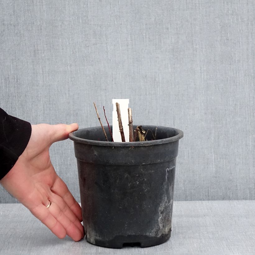 Example of Heliopsis helianthoides Sparkling Contrast - Héliopsis faux-hélianthe Pot van 2 l/3 l as you get in hiver