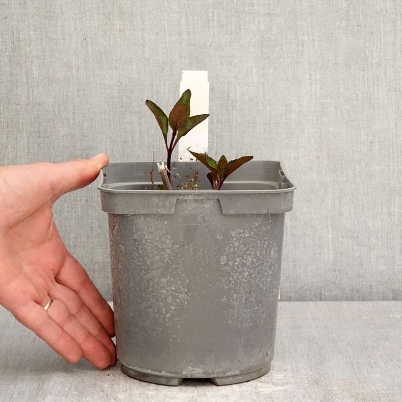 Exemplaar van Heliopsis helianthoides Sparkling Contrast - Zonneoog Pot van 2 l/3 l zoals geleverd in de lente