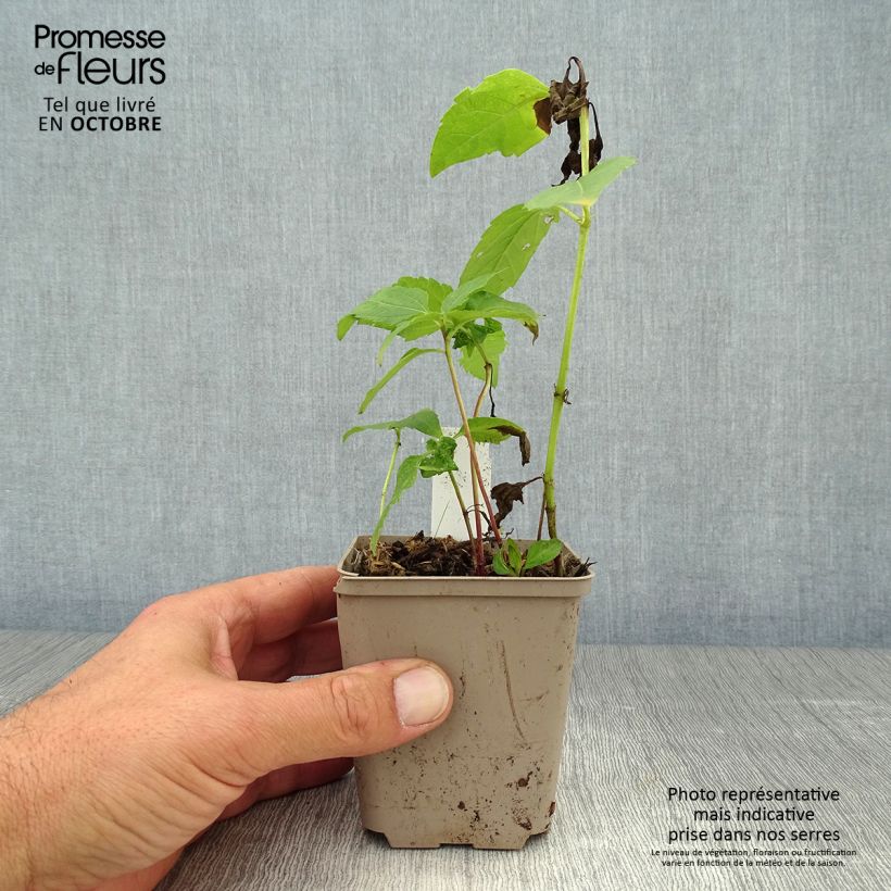 Exemplaar van Heliopsis helianthoides Tuscan Sun - Zonneoog Pot van 10 cm/11 cm zoals geleverd in de herfst