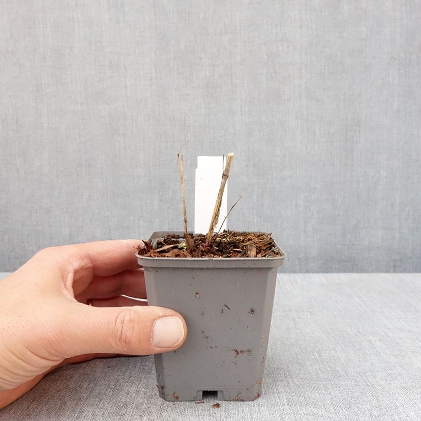 Exemplaar van Heliopsis helianthoides var. scabra Fire Twister - Zonneoog Kweekpotje van 8/9 cm zoals geleverd in de lente