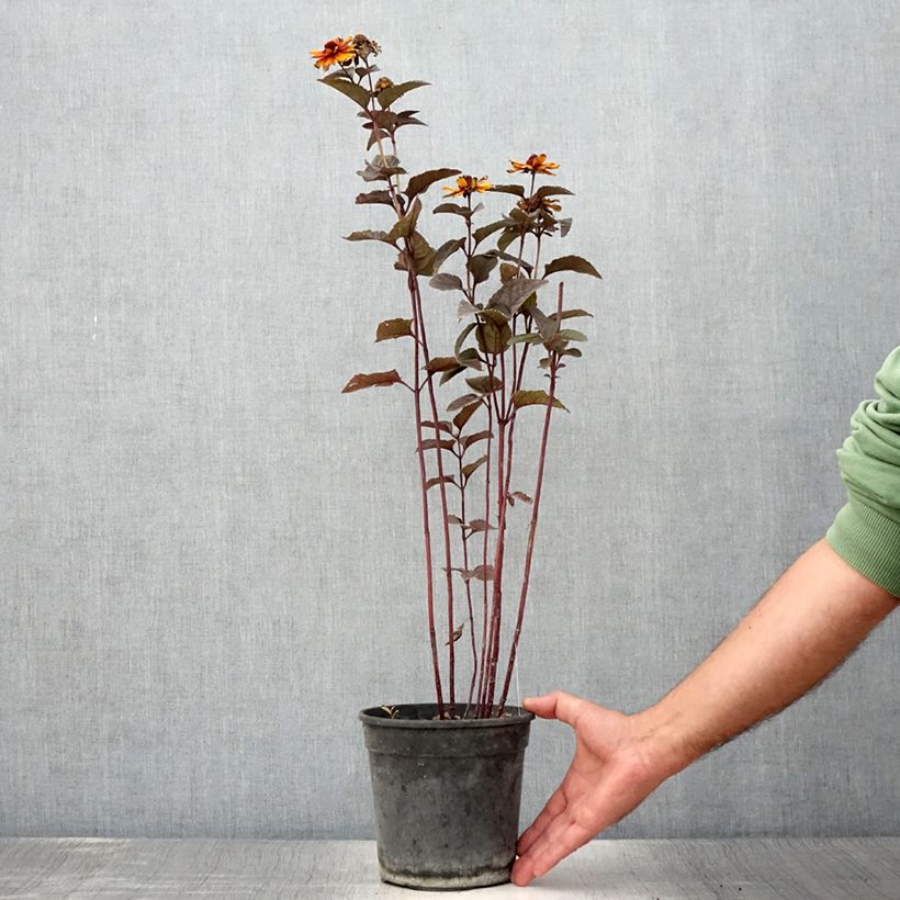 Exemplaar van Heliopsis helianthoides var. scabra Fire Twister - Zonneoog Pot van 2 l/3 l zoals geleverd in de zomer