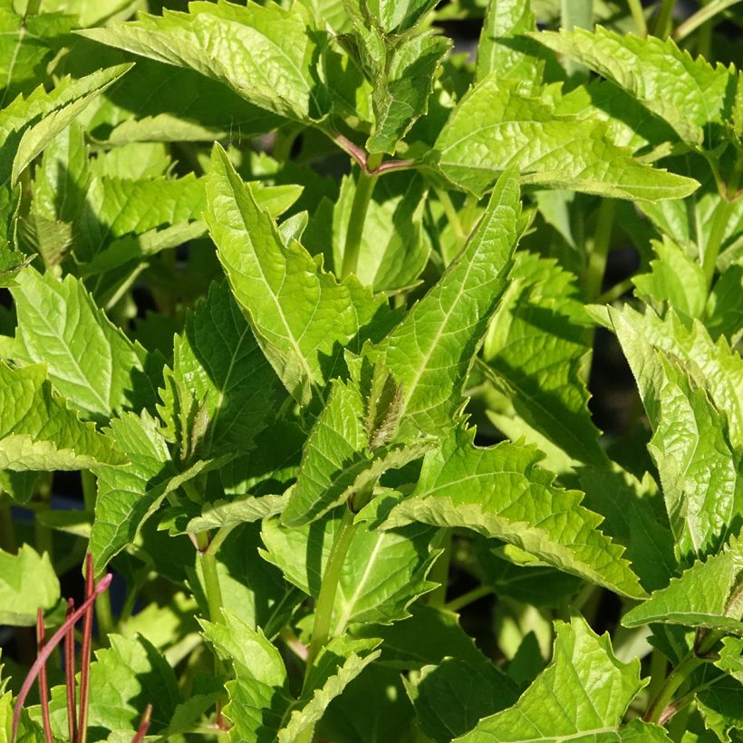 Heliopsis helianthoides var. scabra - Zonneoog (Blad)