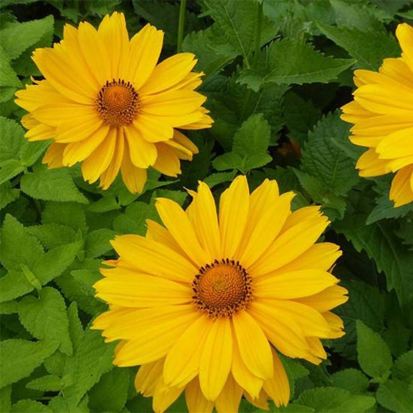 Heliopsis helianthoides Venus - Zonneoog (Flowering)