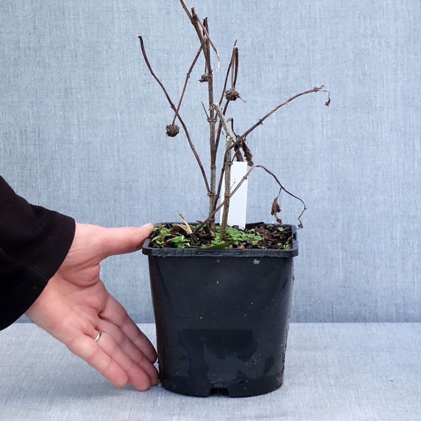 Example of Heliopsis Luna Roja - Zonneoog Pot van 2 l/3 l as you get in hiver