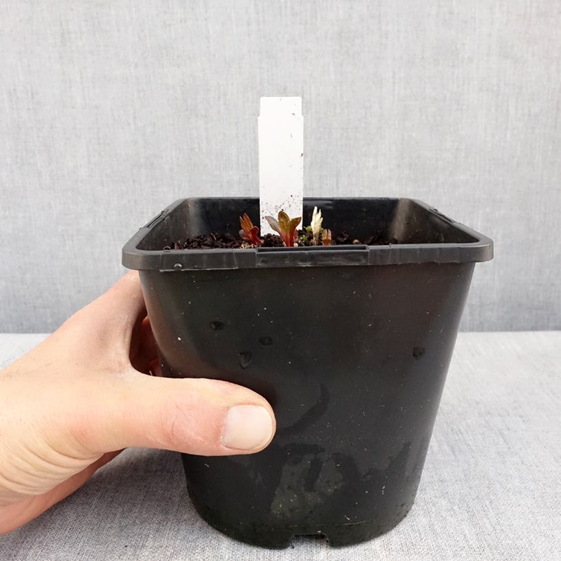 Exemplaar van Heliopsis Luna Roja - Zonneoog Pot van 2 l/3 l zoals geleverd in de lente