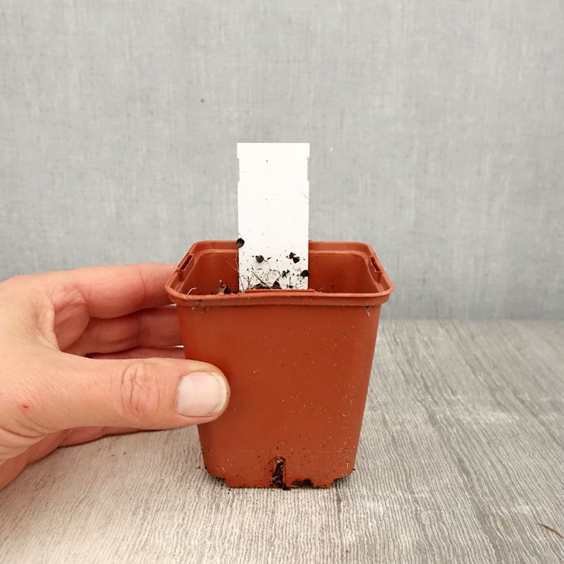 Exemplaar van Heliopsis Punto Rosso - Zonneoog Kweekpotje van 8/9 cm zoals geleverd in de lente