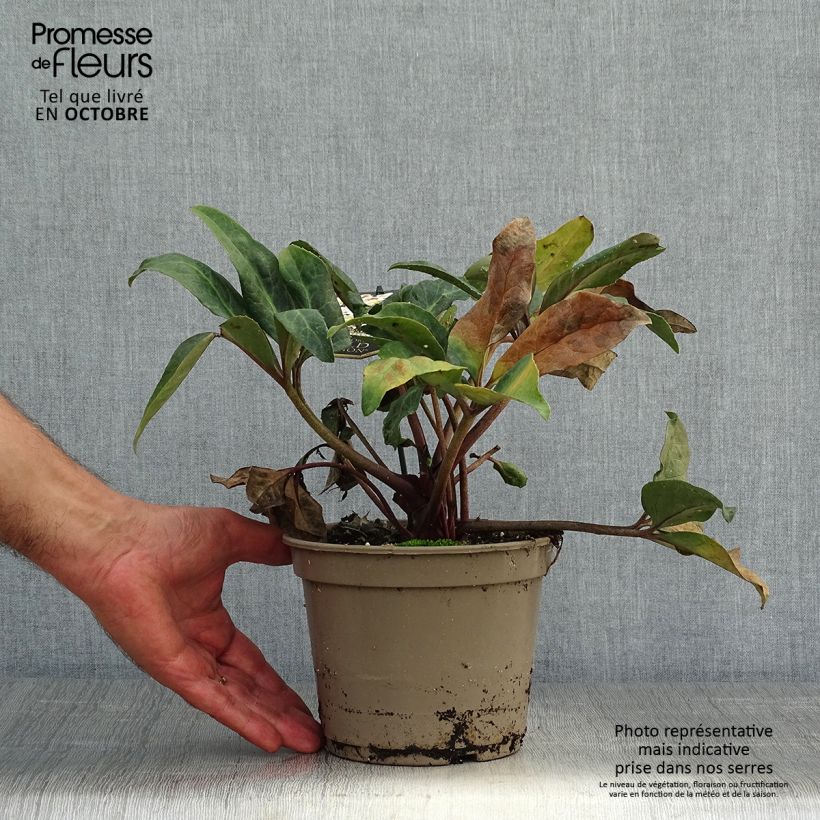 Exemplaar van Helleborus ballardiae Maestro - nieskruid Pot van 2 l/3 l zoals geleverd in de herfst