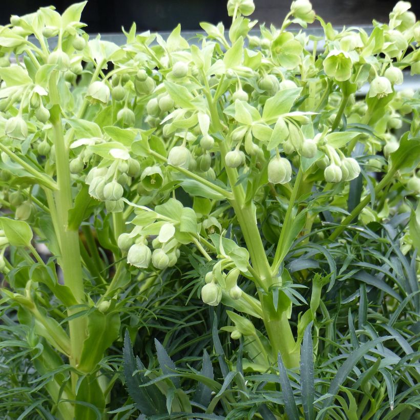 Helleborus foetidus Bowles Form - Stinkend nieskruid (Plant habit)