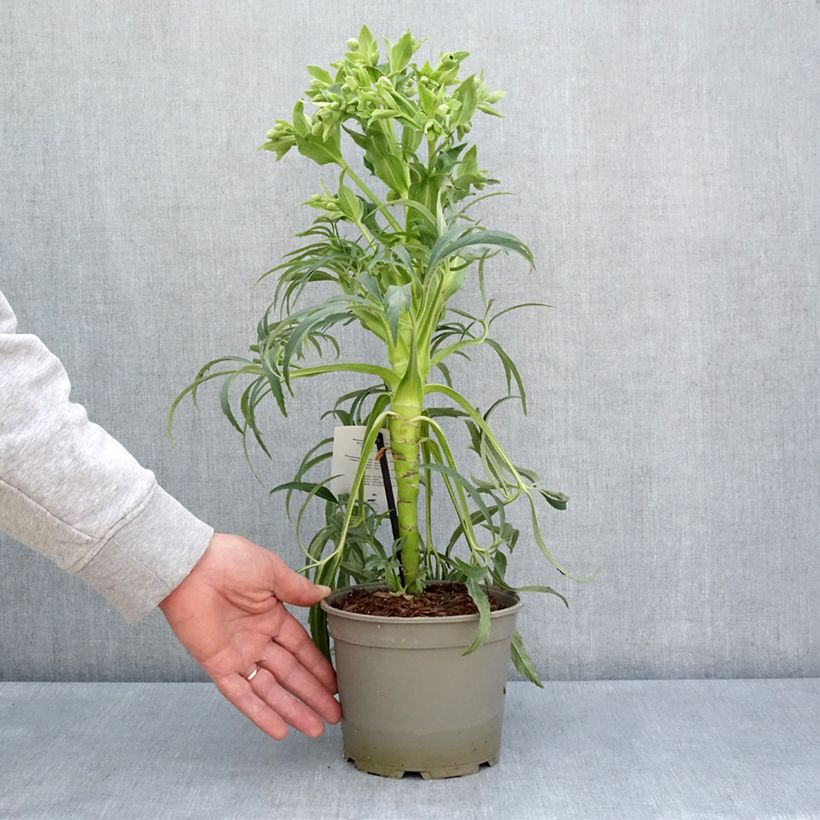 Exemplaar van Helleborus foetidus Bowles Form - Stinkend nieskruid Pot van 1 l/1,5 l zoals geleverd in de lente