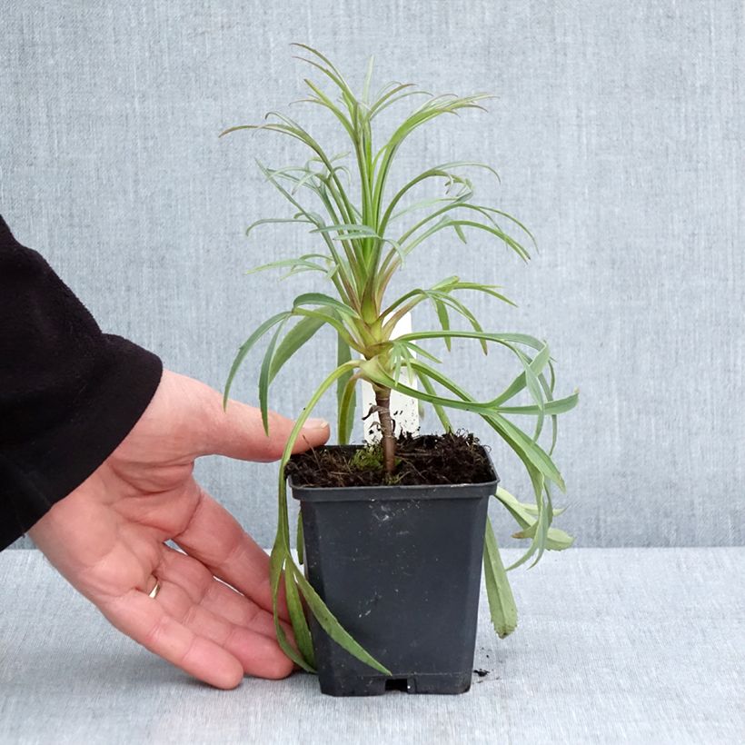 Exemplaar van Helleborus foetidus - Stinkend nieskruid Kweekpotje van 8/9 cm zoals geleverd in de lente