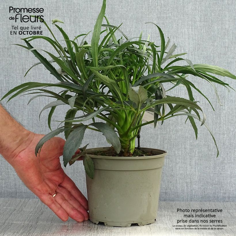Exemplaar van Helleborus foetidus Sopron - Stinkend nieskruid Pot van 2 l/3 l zoals geleverd in de herfst