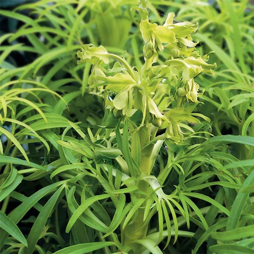 Helleborus foetidus Yellow - Stinkend nieskruid (Groeiplaats)