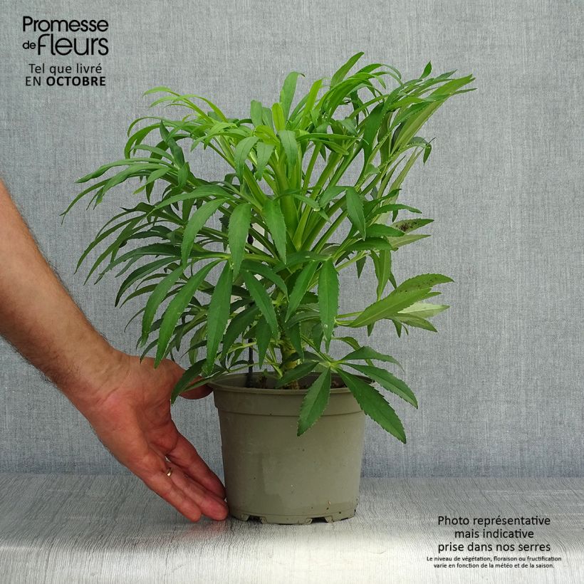 Exemplaar van Helleborus foetidus Yellow - Stinkend nieskruid Pot van 1,5 l/2 l zoals geleverd in de herfst