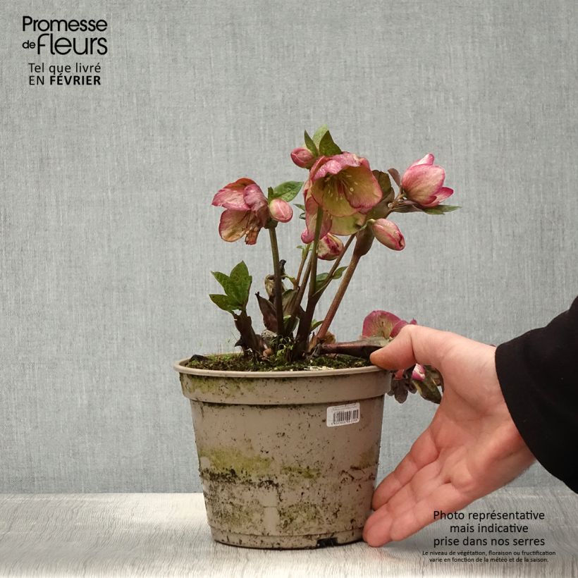 Exemplaar van Hellébore HGC Ice n' Roses Macy Marble Pot de 2L/3L zoals geleverd in de winter