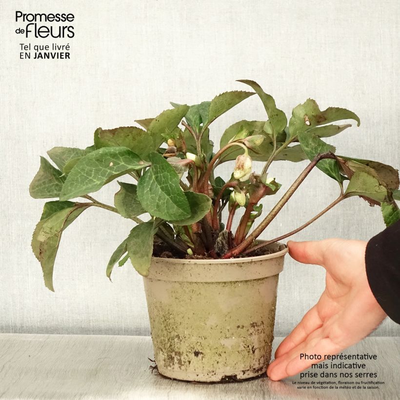 Exemplaar van Helleborus HGC Ice N' Roses Mary Marble - Lenteroos Pot van 2 l/3 l zoals geleverd in de winter