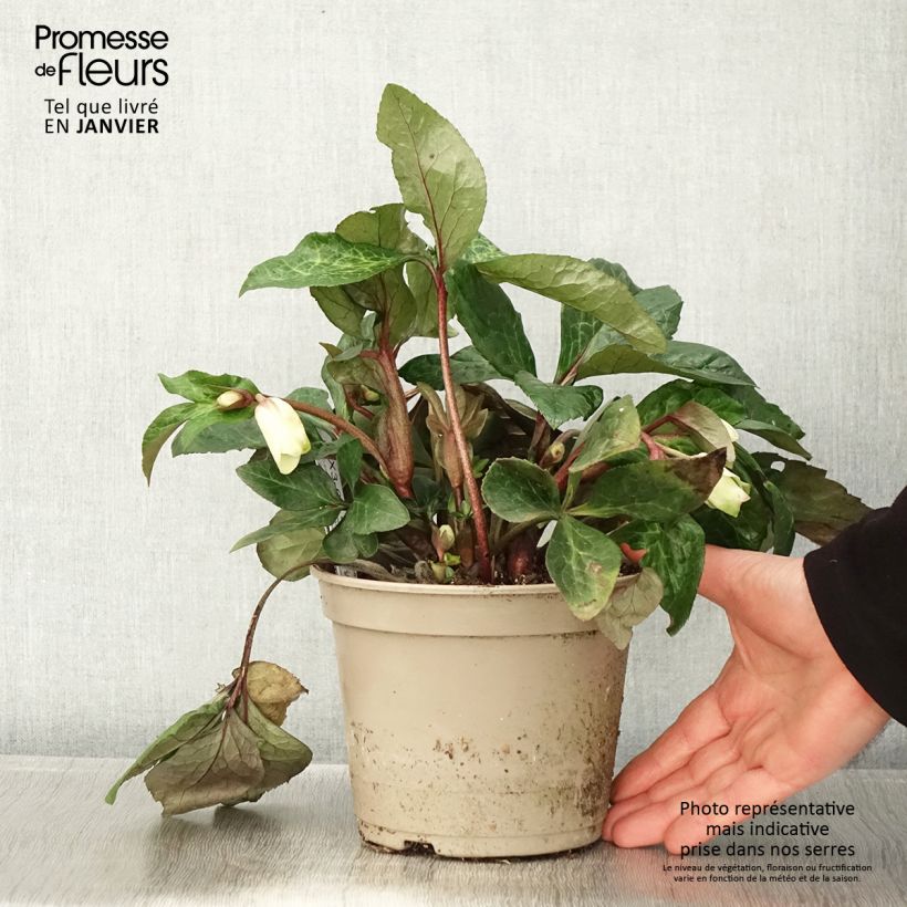 Exemplaar van Helleborus glandorfensis Ice N' Roses Milla Marble - winterroos Pot van 2 l/3 l zoals geleverd in de winter
