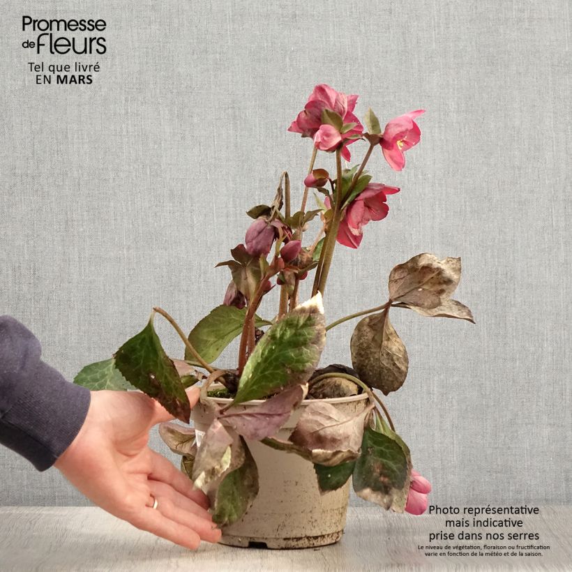 Exemplaar van Helleborus glandorfensis Ice N' Roses Mindy Marble - winterroos Pot van 2 l/3 l zoals geleverd in de lente