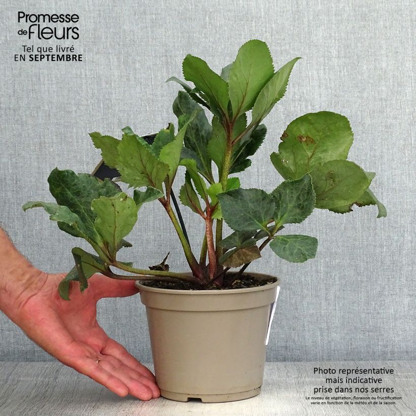 Exemplaar van Helleborus HGC Ice N' Roses - lenteroos Pot van 2 l/3 l zoals geleverd in de herfst