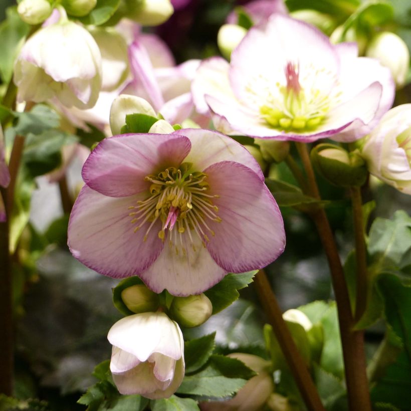 Helleborus glandorfensis HGC Ice N' Roses Picotee - winterroos (Bloei)