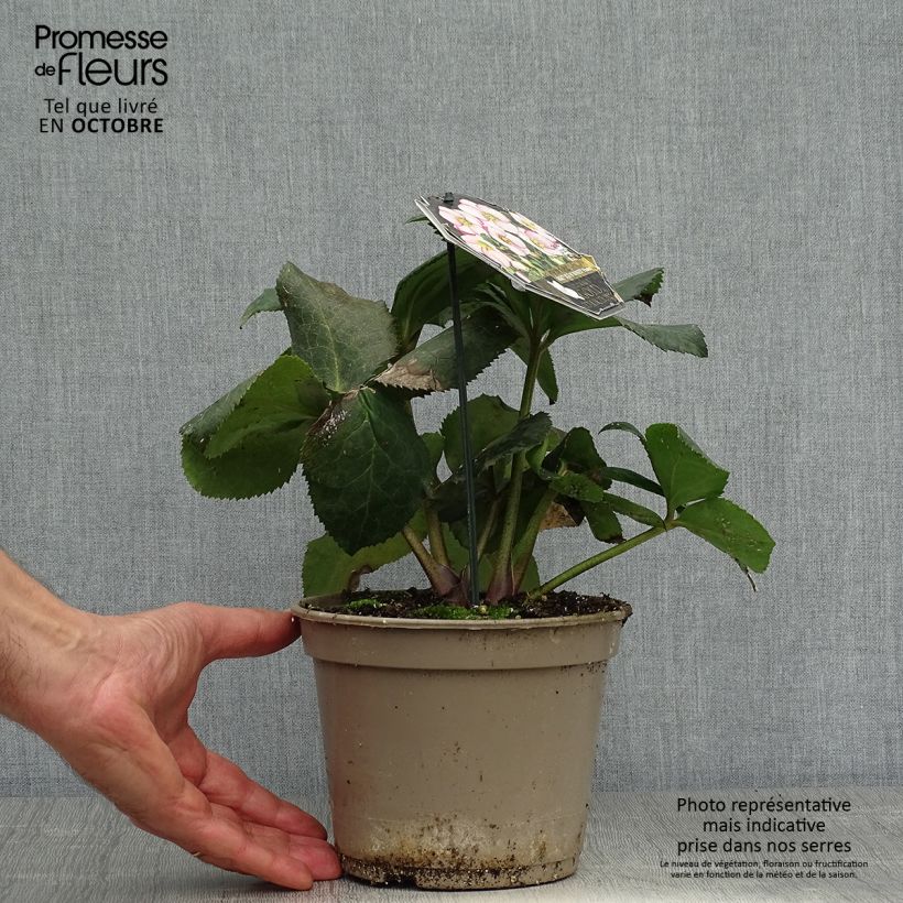 Exemplaar van Helleborus glandorfensis HGC Ice N' Roses Picotee - winterroos Pot van 2 l/3 l zoals geleverd in de herfst