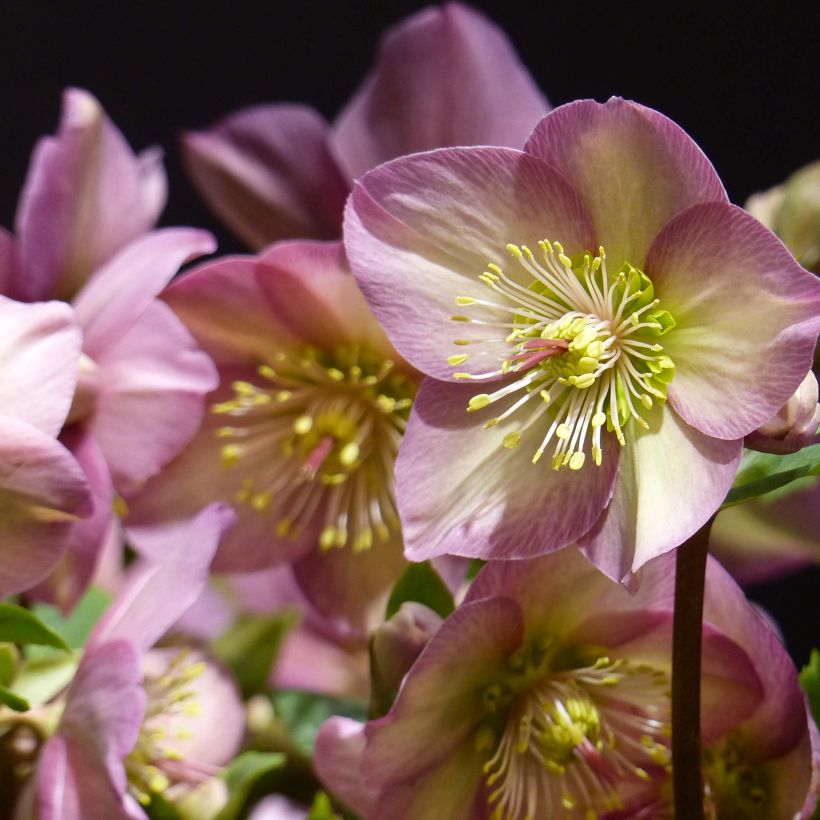 Helleborus glandorfensis HGC Ice N' Roses Pink - winterroos (Flowering)