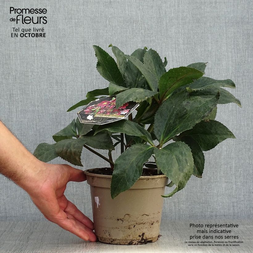 Exemplaar van Helleborus glandorfensis Ice N' Roses Red - winterroos Pot van 2 l/3 l zoals geleverd in de herfst