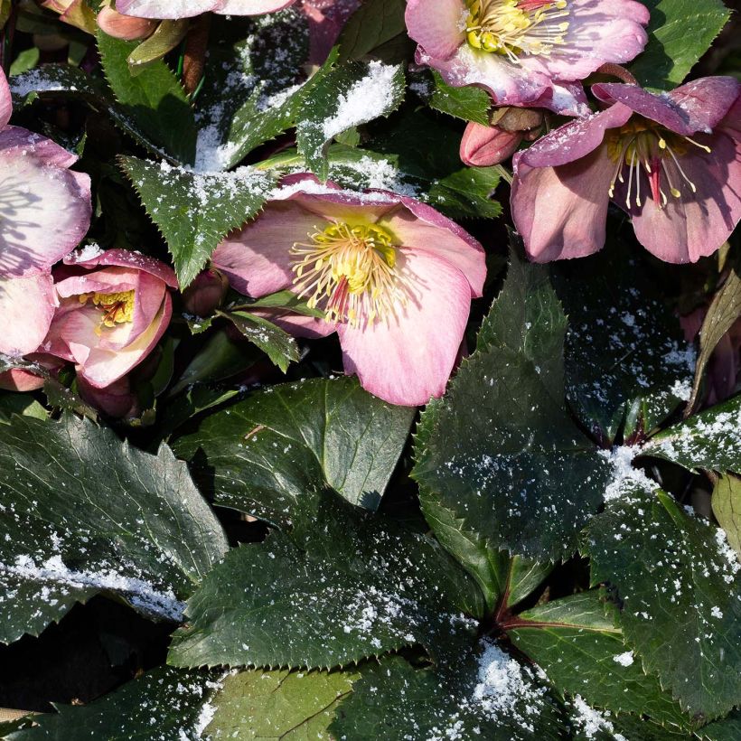 Helleborus glandorfensis HGC Ice N' Roses Pink - winterroos (Foliage)