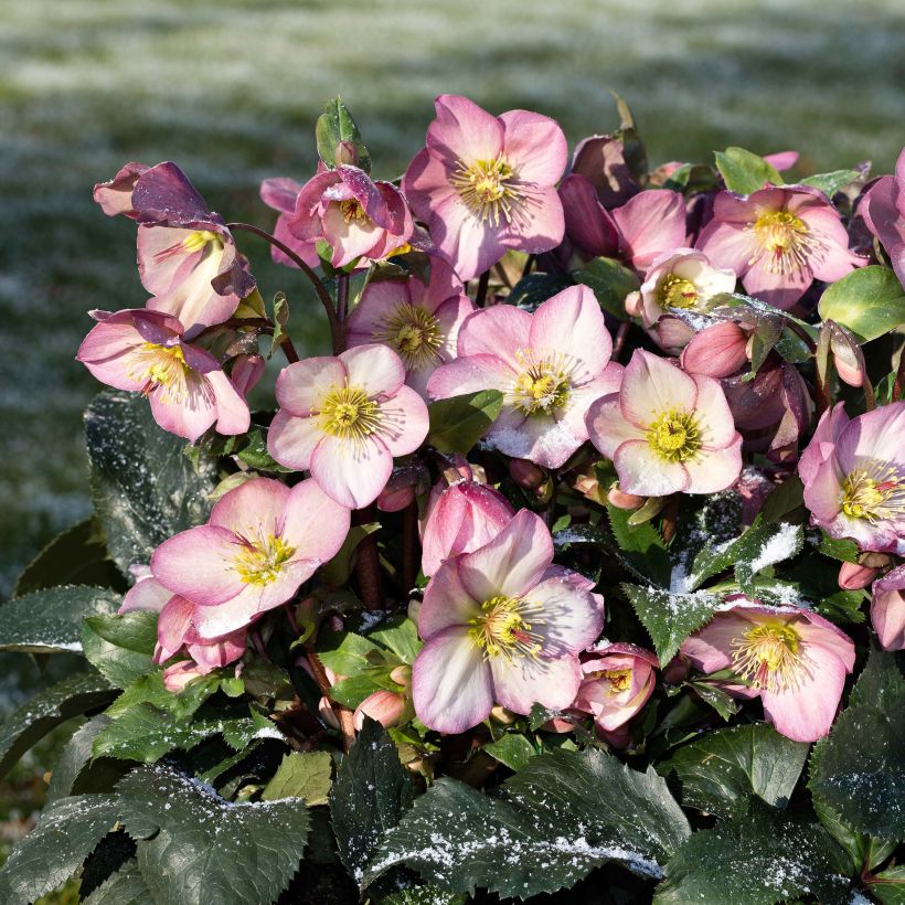 Helleborus glandorfensis HGC Ice N' Roses Pink - winterroos (Plant habit)