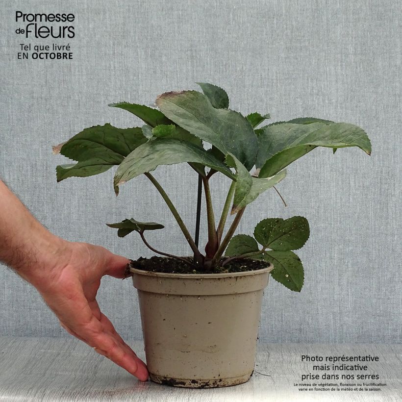 Exemplaar van Helleborus glandorfensis HGC Ice N' Roses Pink - winterroos Pot van 2 l/3 l zoals geleverd in de herfst