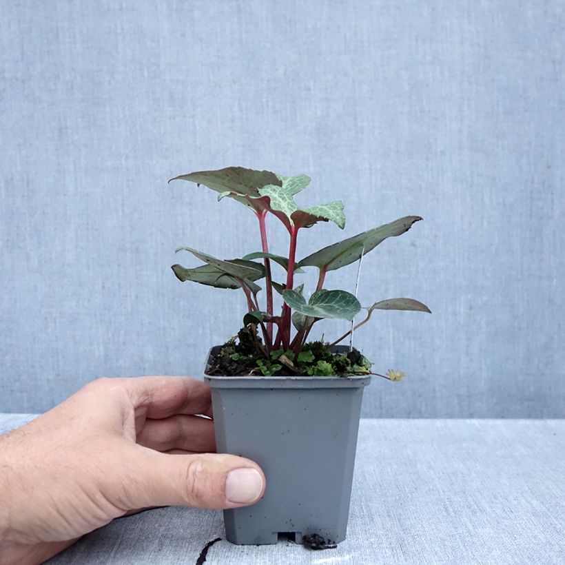 Exemplaar van Helleborus lividus - nieskruid Kweekpotje van 8/9 cm zoals geleverd in de herfst