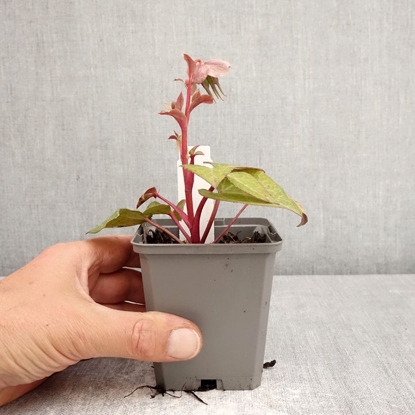 Exemplaar van Helleborus lividus - nieskruid Kweekpotje van 8/9 cm zoals geleverd in de lente
