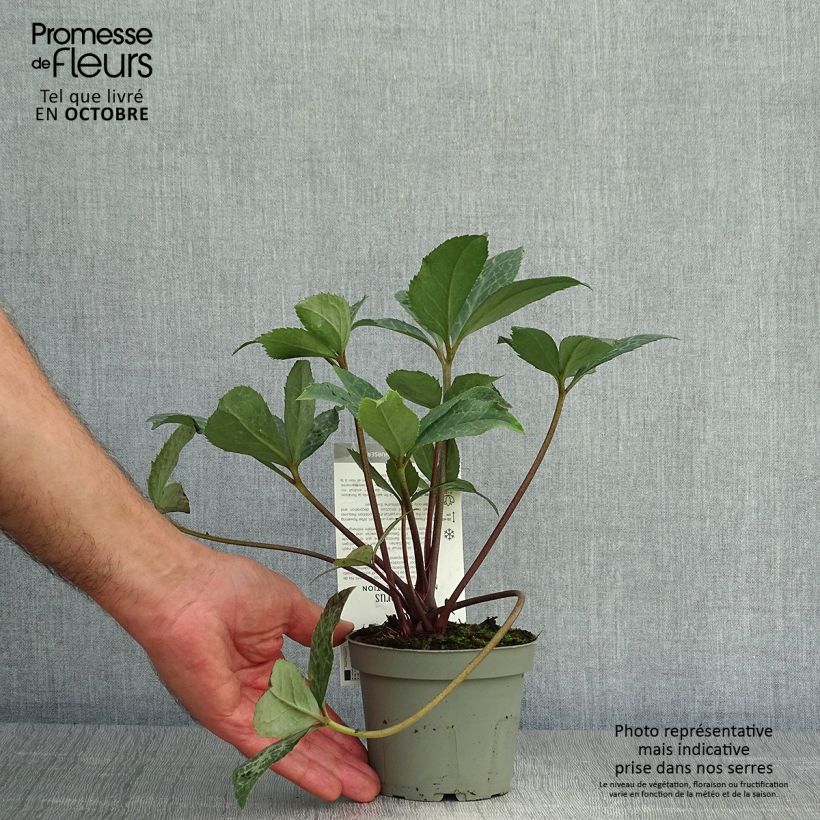 Exemplaar van Helleborus ericsmithii Magic Leaves - nieskruid Pot van 10 cm/11 cm zoals geleverd in de herfst